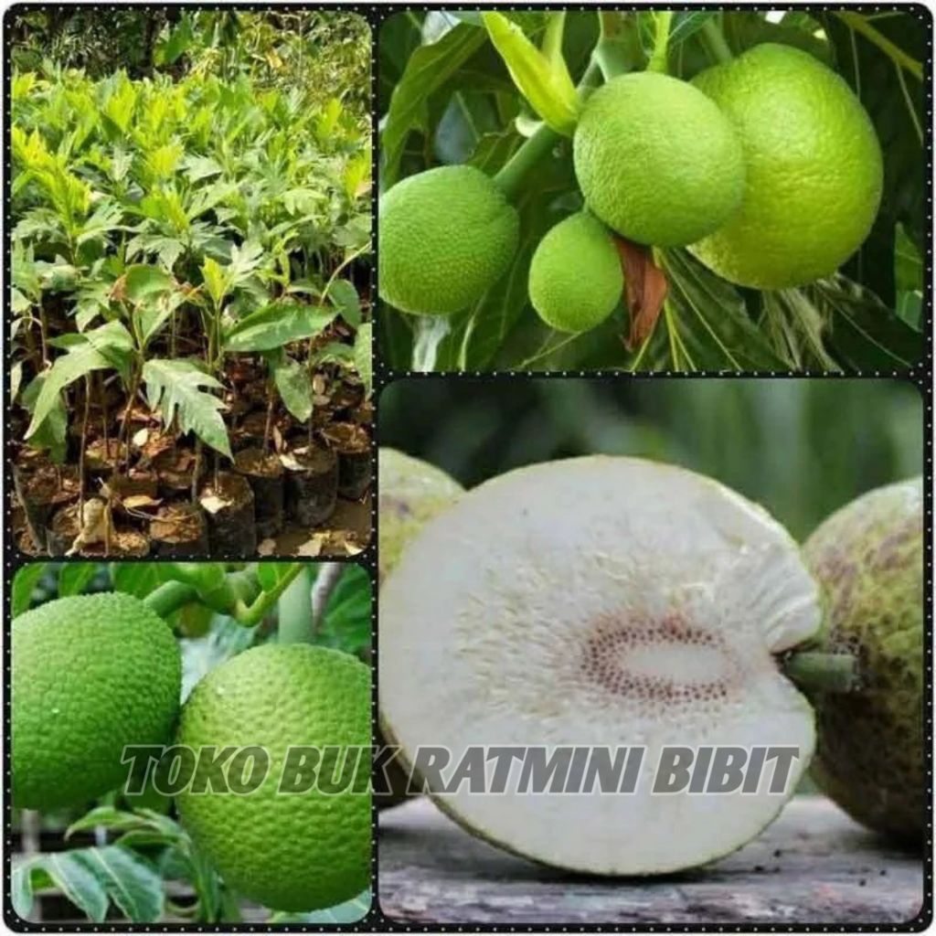SUKUN // tanaman buah sukun