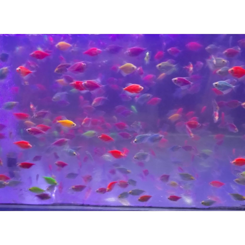 Hiasan aquarium ikan glowfish 5 ekor