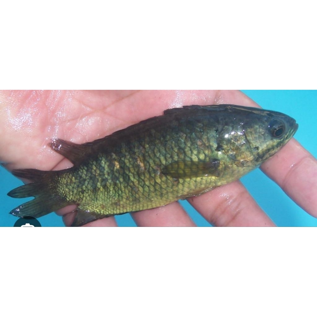 ikan betok/papuyu