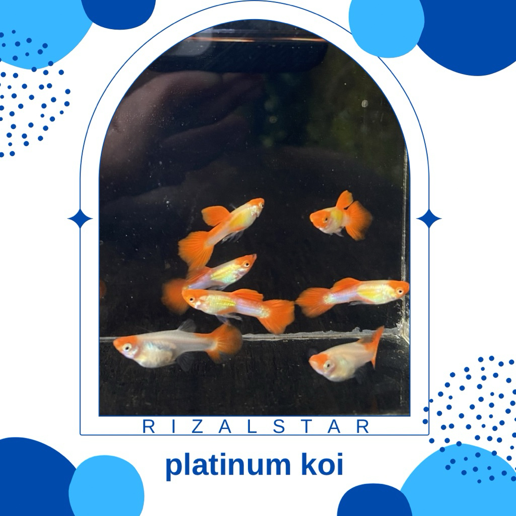 stiker guppy platinum koi