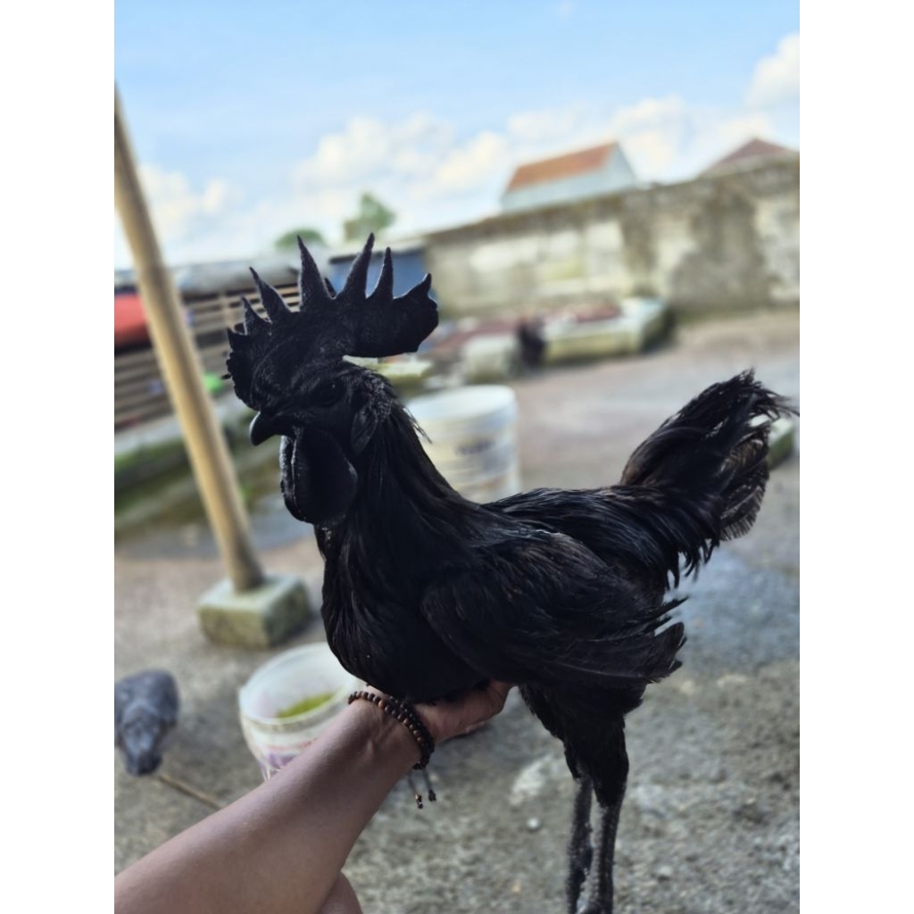 Ayam Cemani Lh Jantan Dewasa Usia 1 Tahun