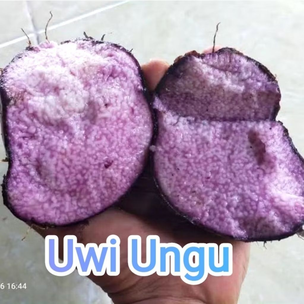 UWI UNGU 1kg  /UBI KERIBANG ( Beli 10kg Gratis 1kg)