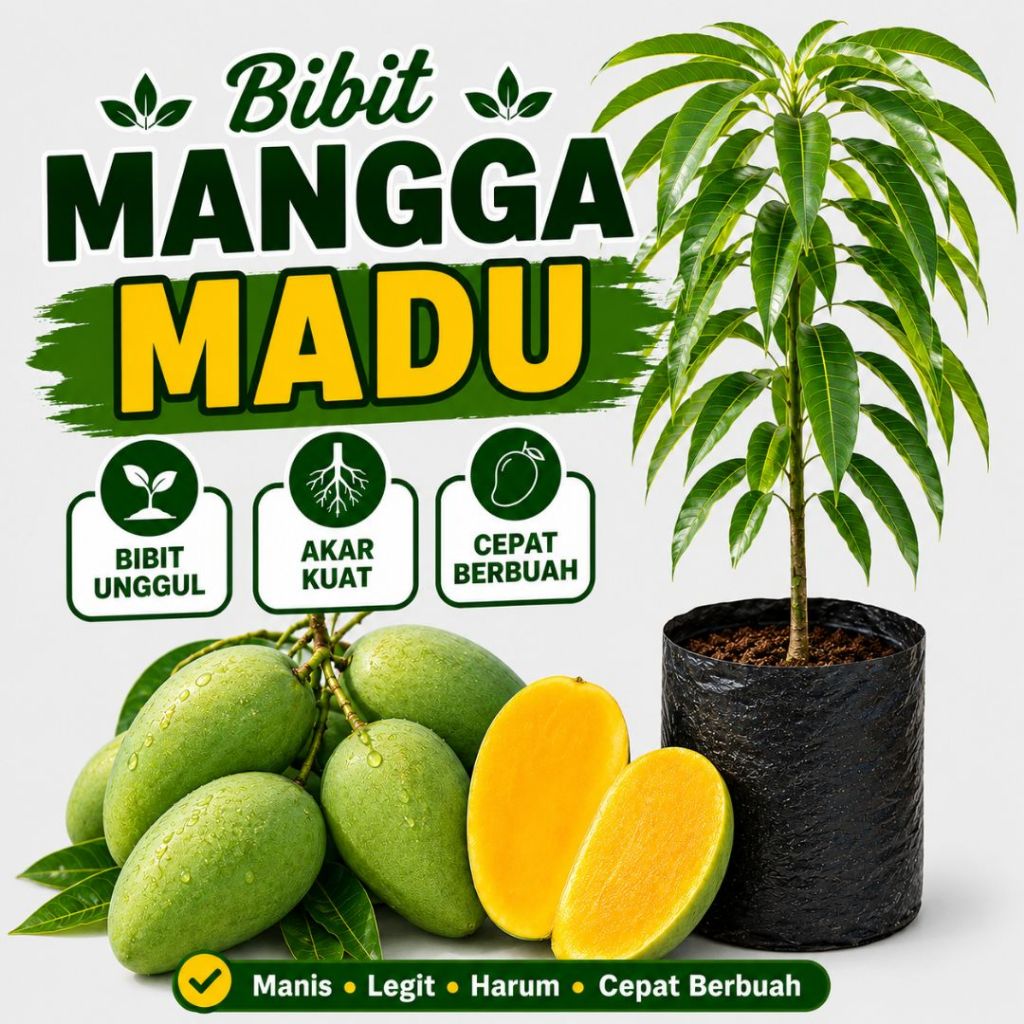 Bibit Mangga Madu Jumbo (CV Tanaman Pacific)