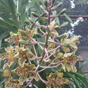 [ DEWASA ] Grammatophyllum speciosum var. Papua | Anggrek Tebu Papua : Sang Ratu Anggrek dari Tanah 