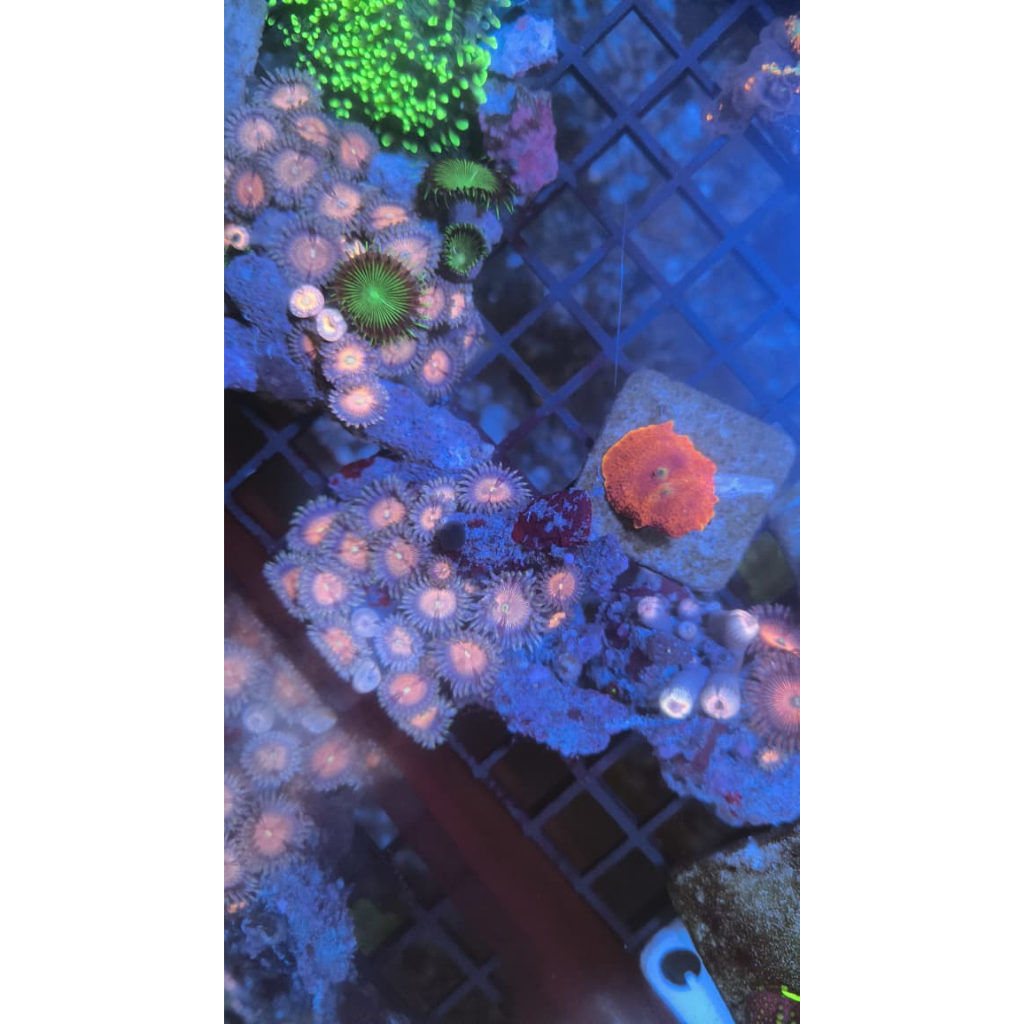 Zoa Koloni Pink