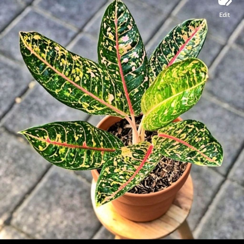 Aglaonema Red Stardust Daun Berwarna Warni Merah Hijau Kuning Tanaman Hias Langka Murah Meriah Dapat