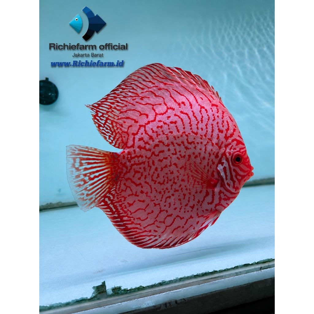 Discus Pigeon Red 4 inc