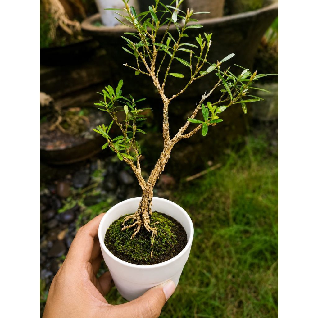 Bahan bonsai boxus