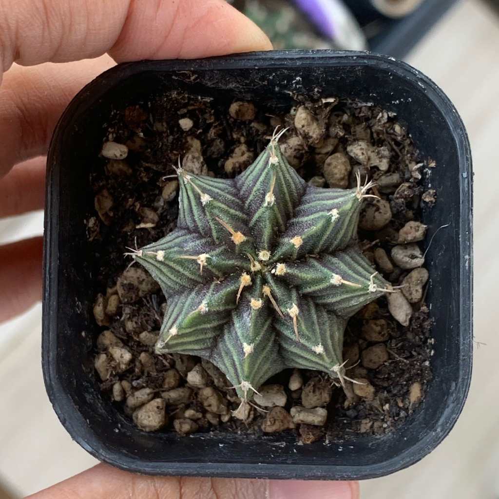 LL5 gymno lb hybrid kaktus gymnocalycium lb2178 lb 2178 tanaman has hidup gurun