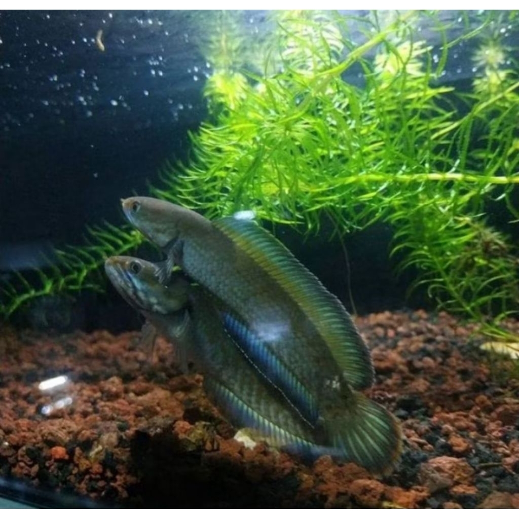 andrao j+B male female