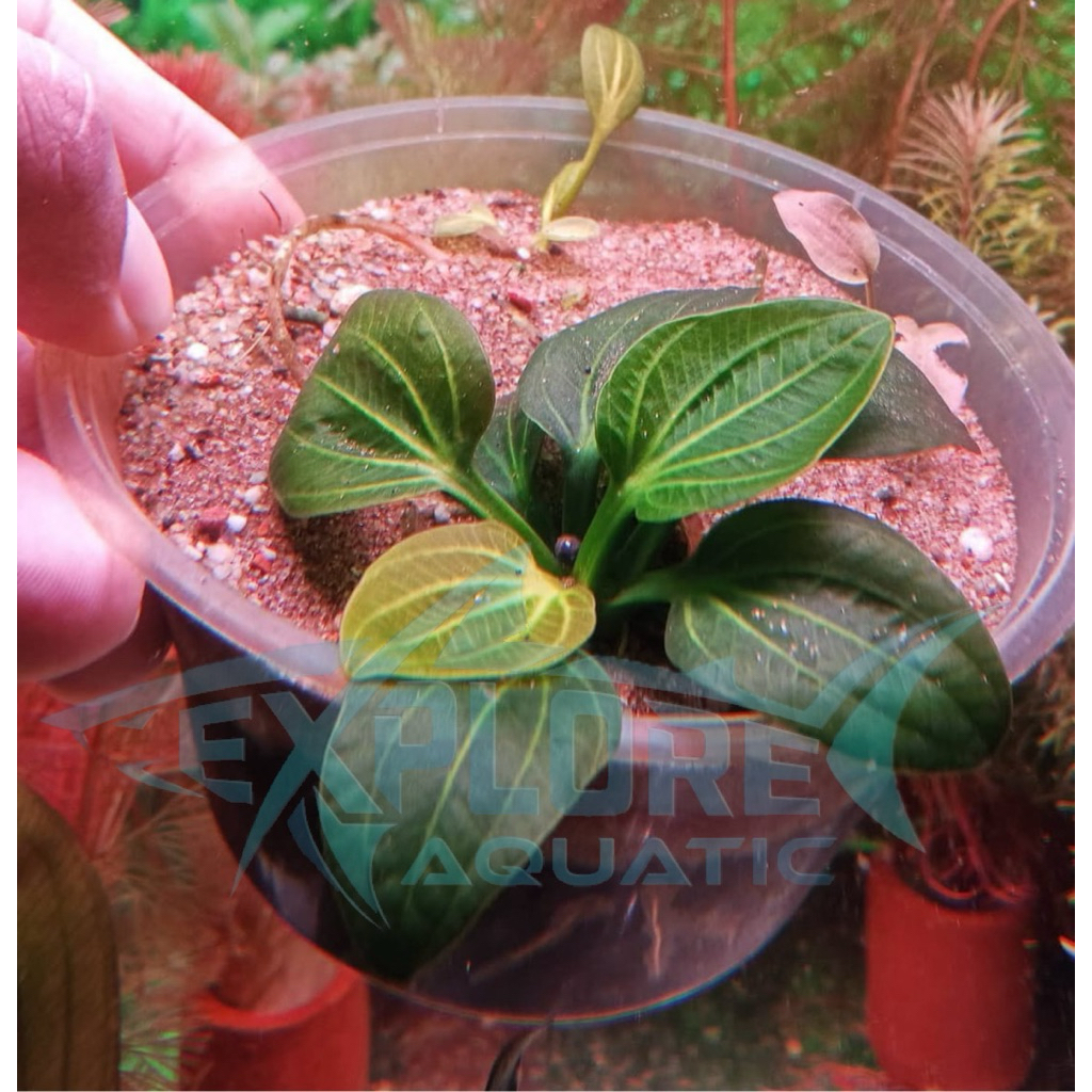 Echinodorus Iguazu 2009 - Tanaman Aquascape