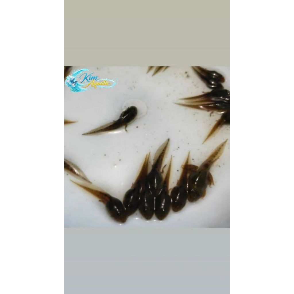 pakan ikan predator hidup kecebong 25 ekor