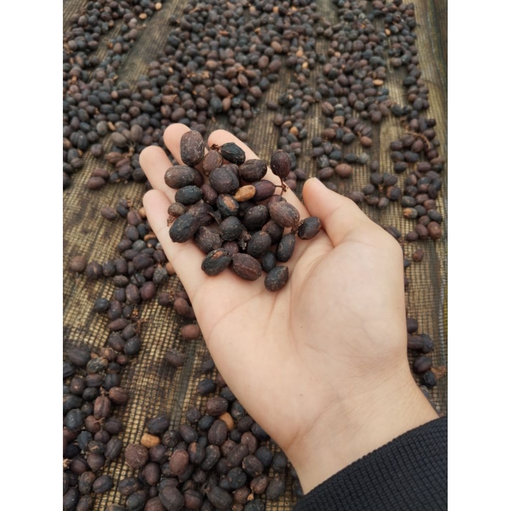 Kopi Arabika Kerinci Natural asalan basic