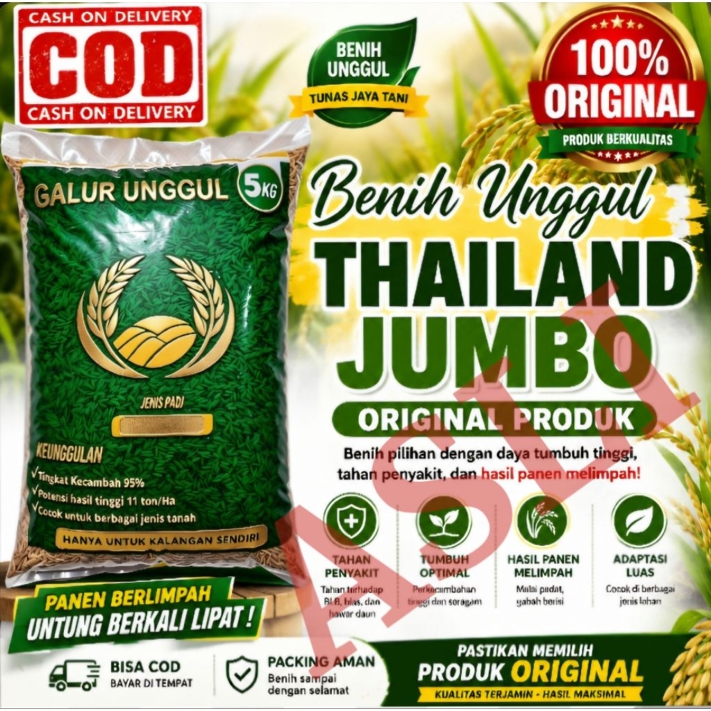 benih padi thailand jumbo