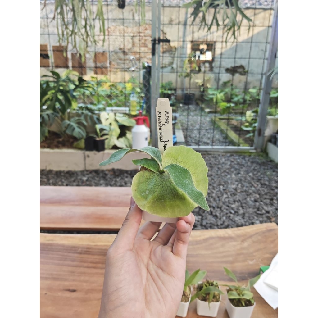 Platycerium FSQ X Veitchii Wild