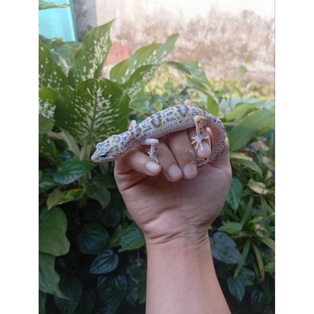 Leopard Gecko Baby