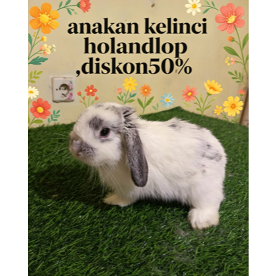 Kelinci Mini Kelinci Hias Holland lop (1)