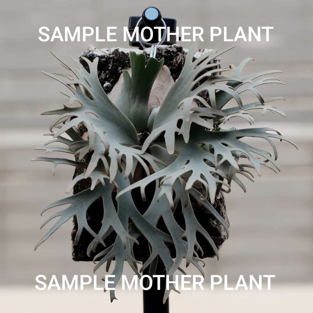 Platycerium Wilinckii Dwarf pup Import Taiwan