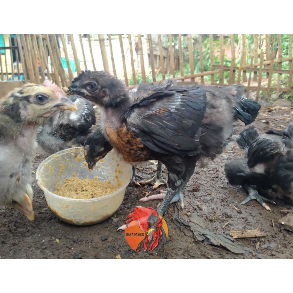 Ayam Pelung Usia 1 / 2 Bulan 100% Asli