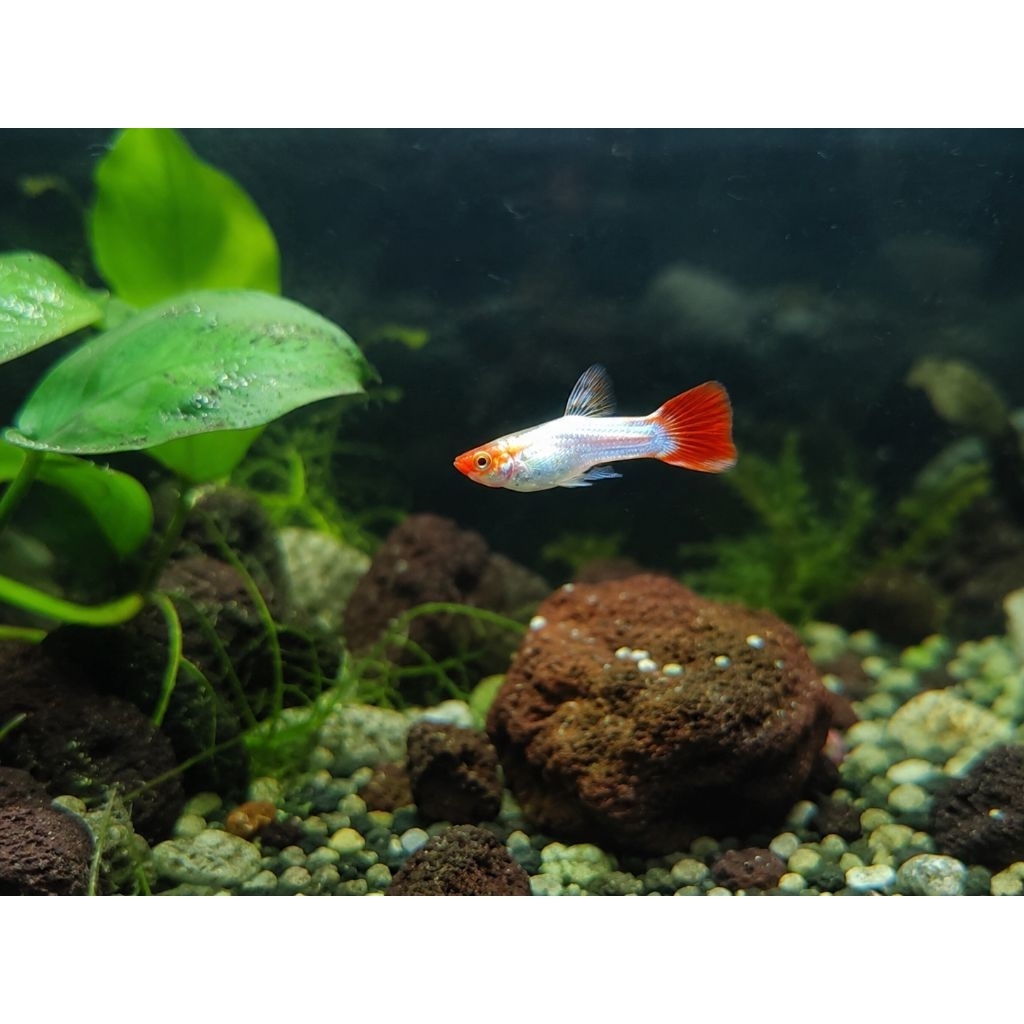 GEPI PRTDE KOI