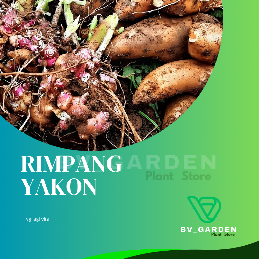 RIMPANG BIBIT UBI YAKON 200G ASLI KUALITAS SUPER/ORIGINAL