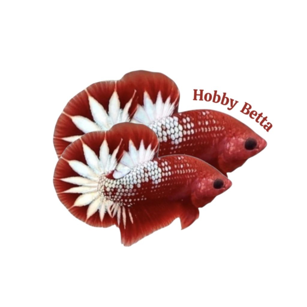 PK RED FCCP + PLAKAT FCCP RED GRADE A+