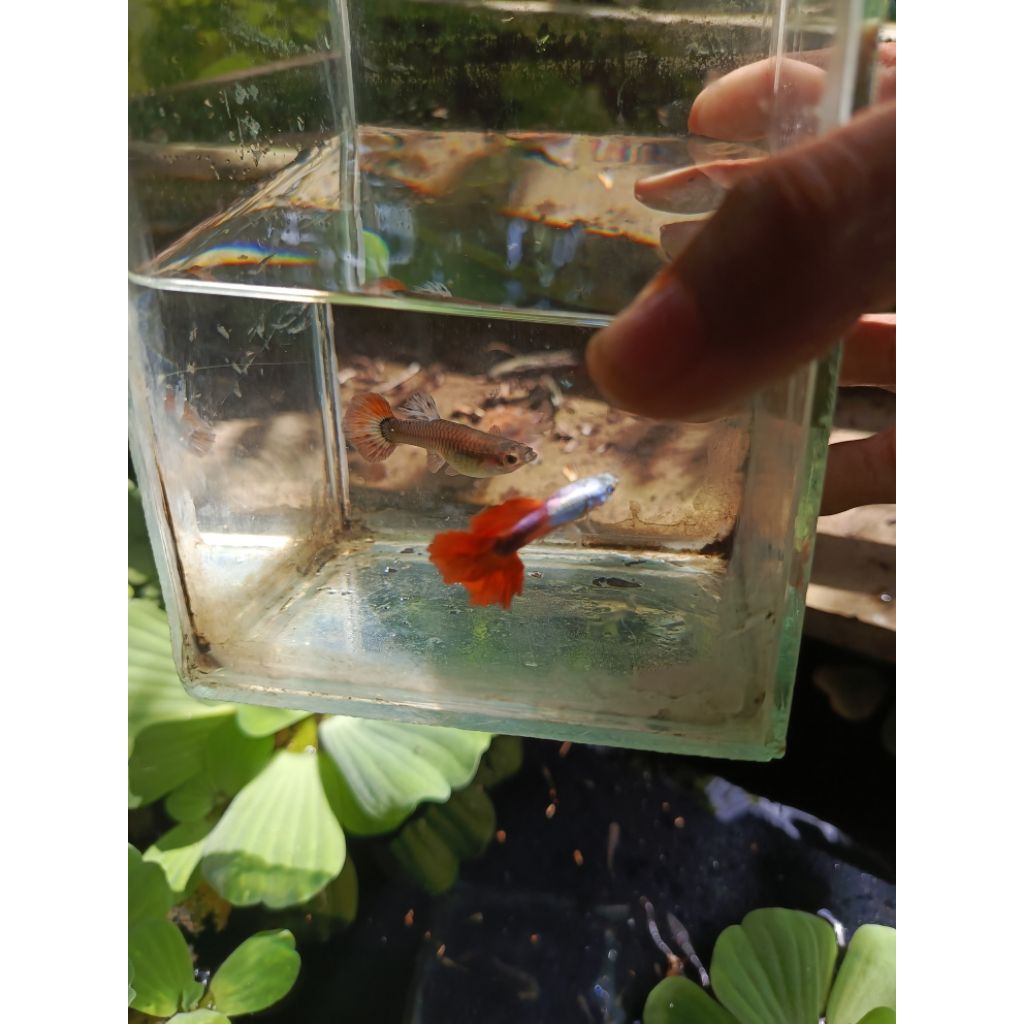 Guppy Platinum Red Tail Dumbo Ear