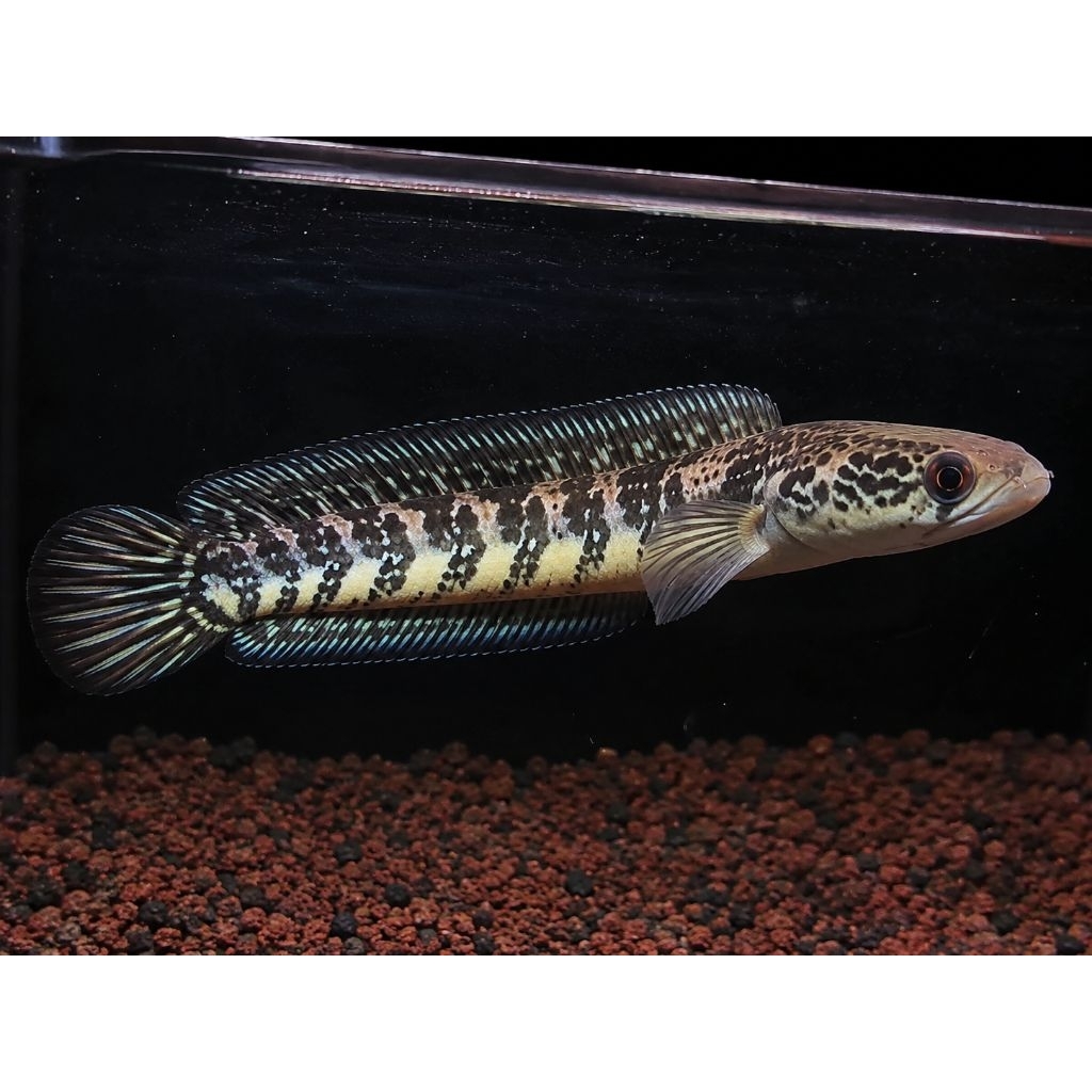 Channa Asiatica WS 10cm | Ikan Channa Asiatica White Spot Sehat Aktif Makan Pelet