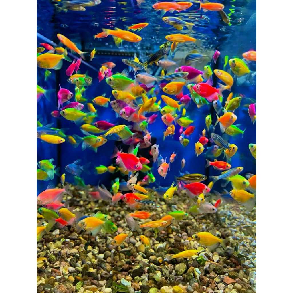 glowfish warna warni Tetra hiasan aquarium