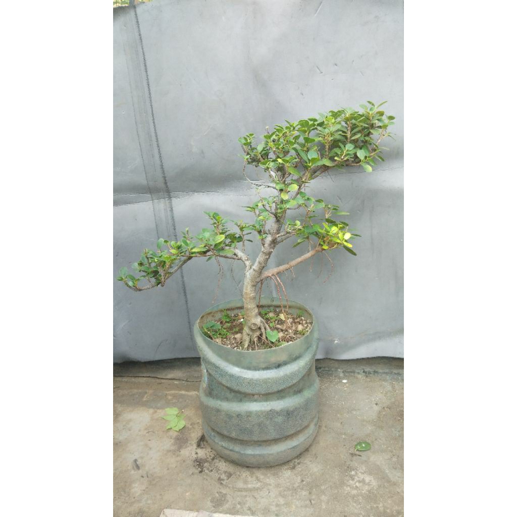 Bonsai Pohon Beringin Dolar