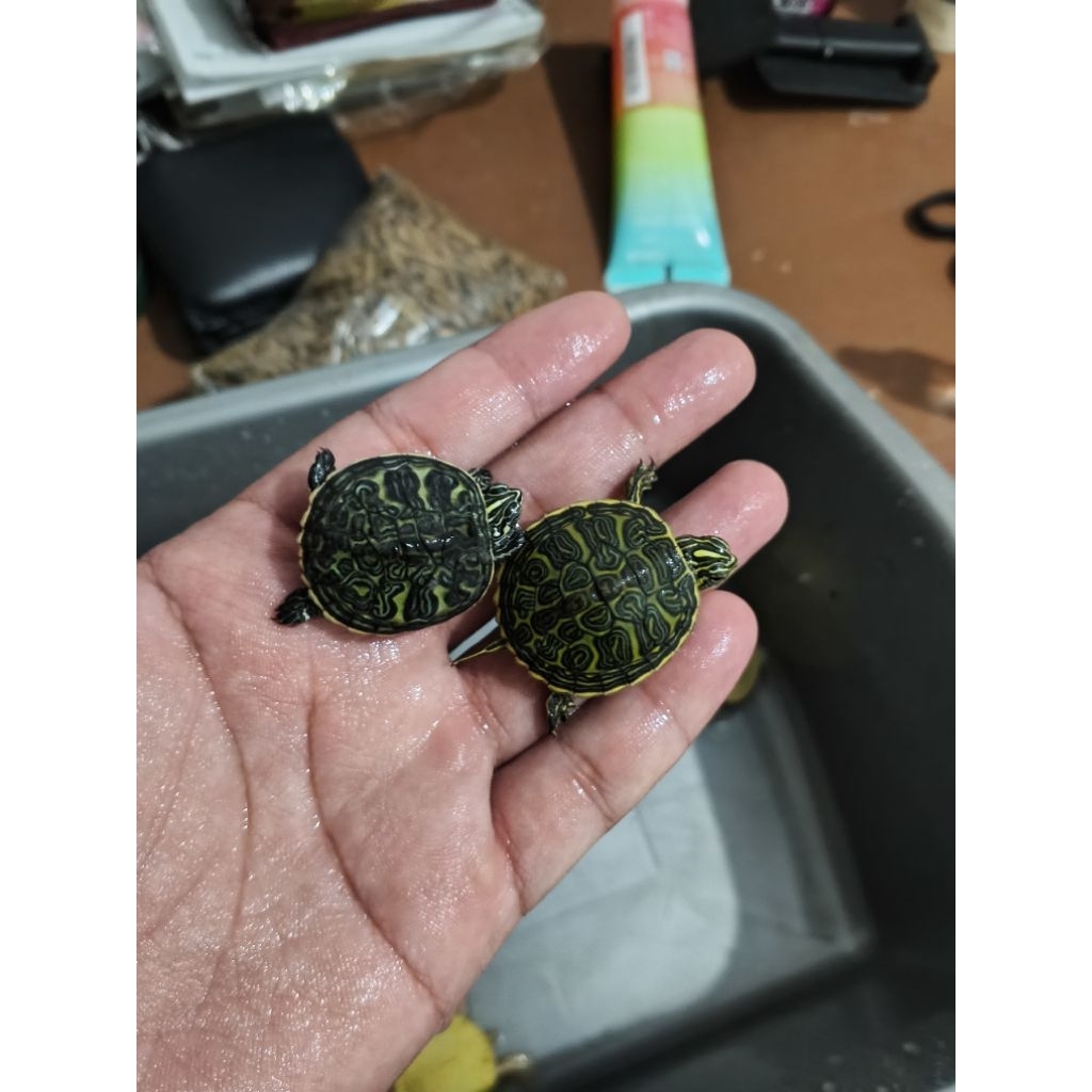 Kura Red Belly Nelsony (RBN) baby