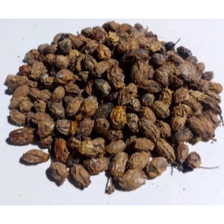 100 gram Buah Mindi Kering / Biji Mindi Kering / Buah Mimba Kering Alami