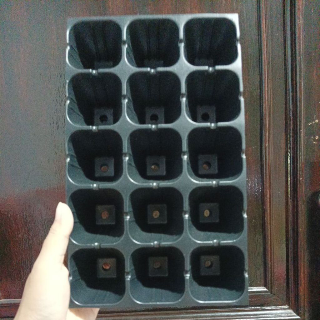 tray semai benih 15 Lubang besar