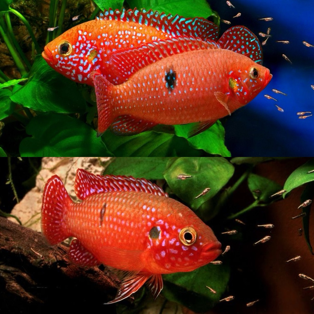 [Chan Aquatic] Ikan Hias Red Jewel Cich | Size 2.5 - 3.5cm