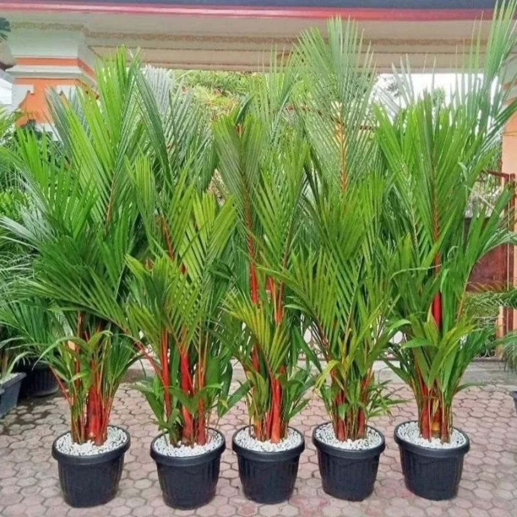 GERATIS POT MEDIA DAN BATU PUTIH ASLI PALEM MERAH TINGGI 40/120CM