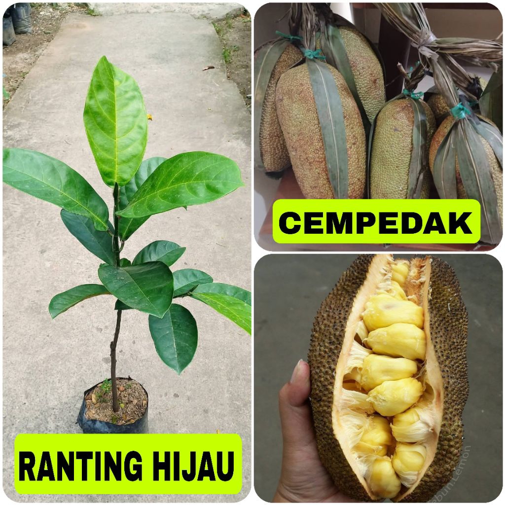 BIBIT BUAH CEMPEDAK  - BIBIT CEMPEDAK OKULASI