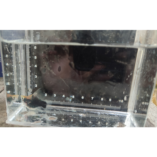 Platy Hamburg short body masih langka di tanah air