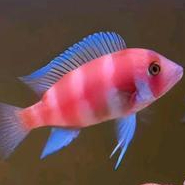 Red Frontosa Cichlid Air Tawar Unik