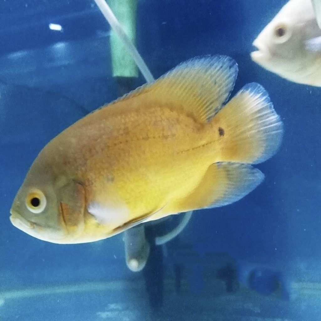 ikan oscar red paris, ikan hias air tawar