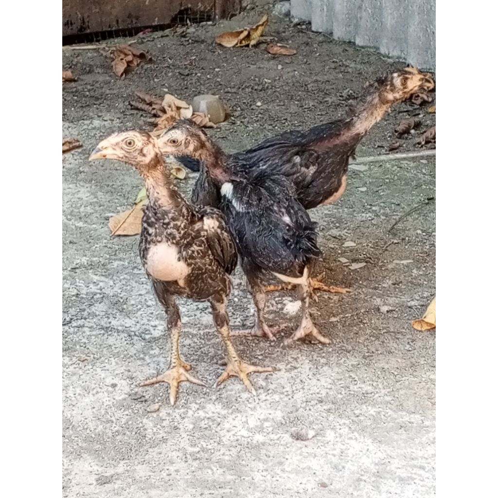 anak ayam Bangkok umur 2bulan
