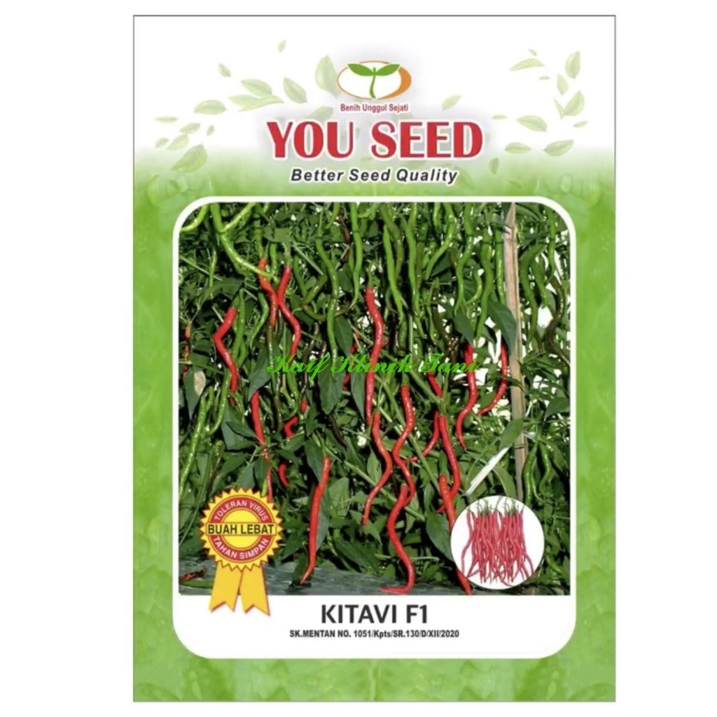 Benih Cabe Merah Keriting Kitavi F1 Isi 500 Butir - Cabai Keriting Hibrida Cap You Seed
