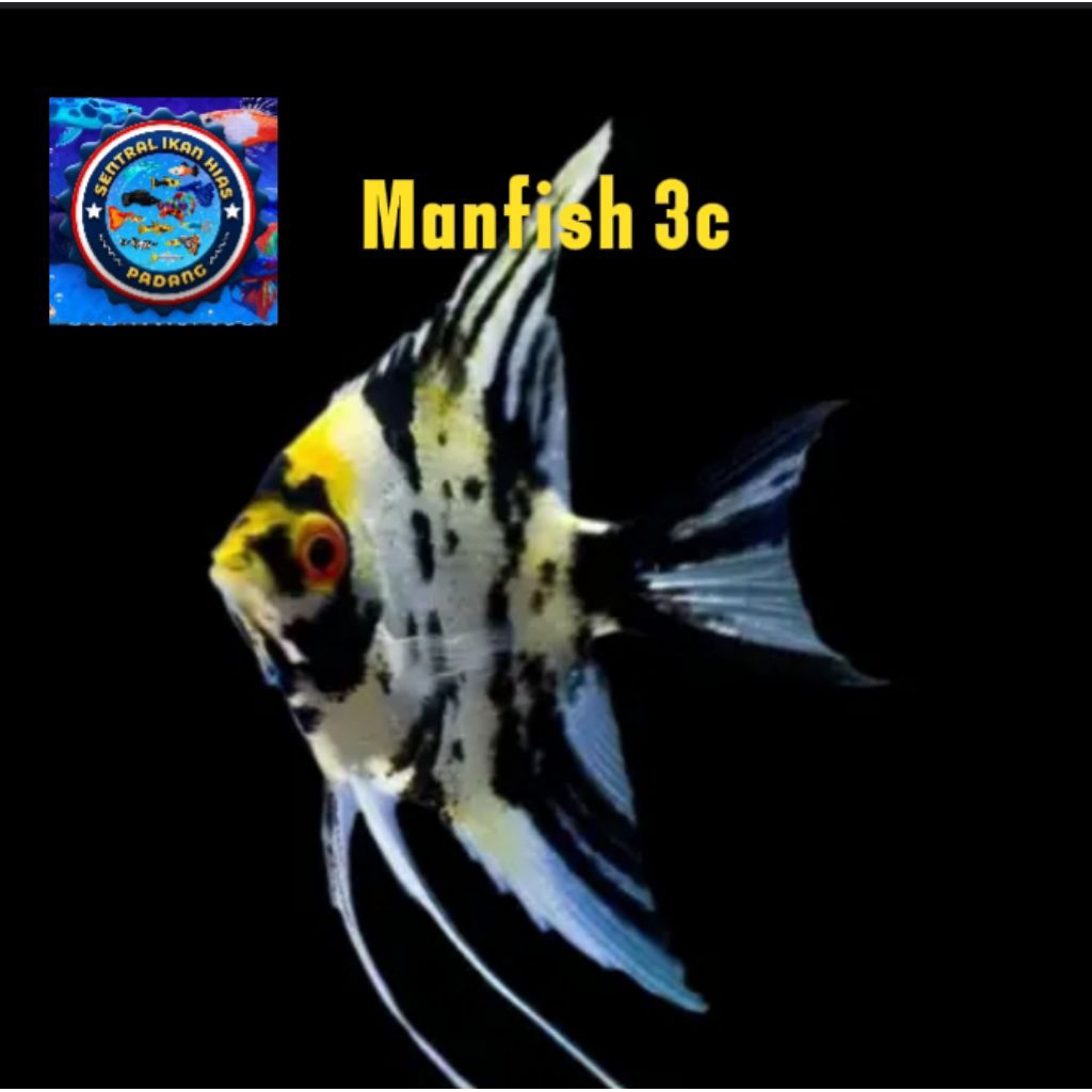Manfish 3c / Manfish Tricolor size s