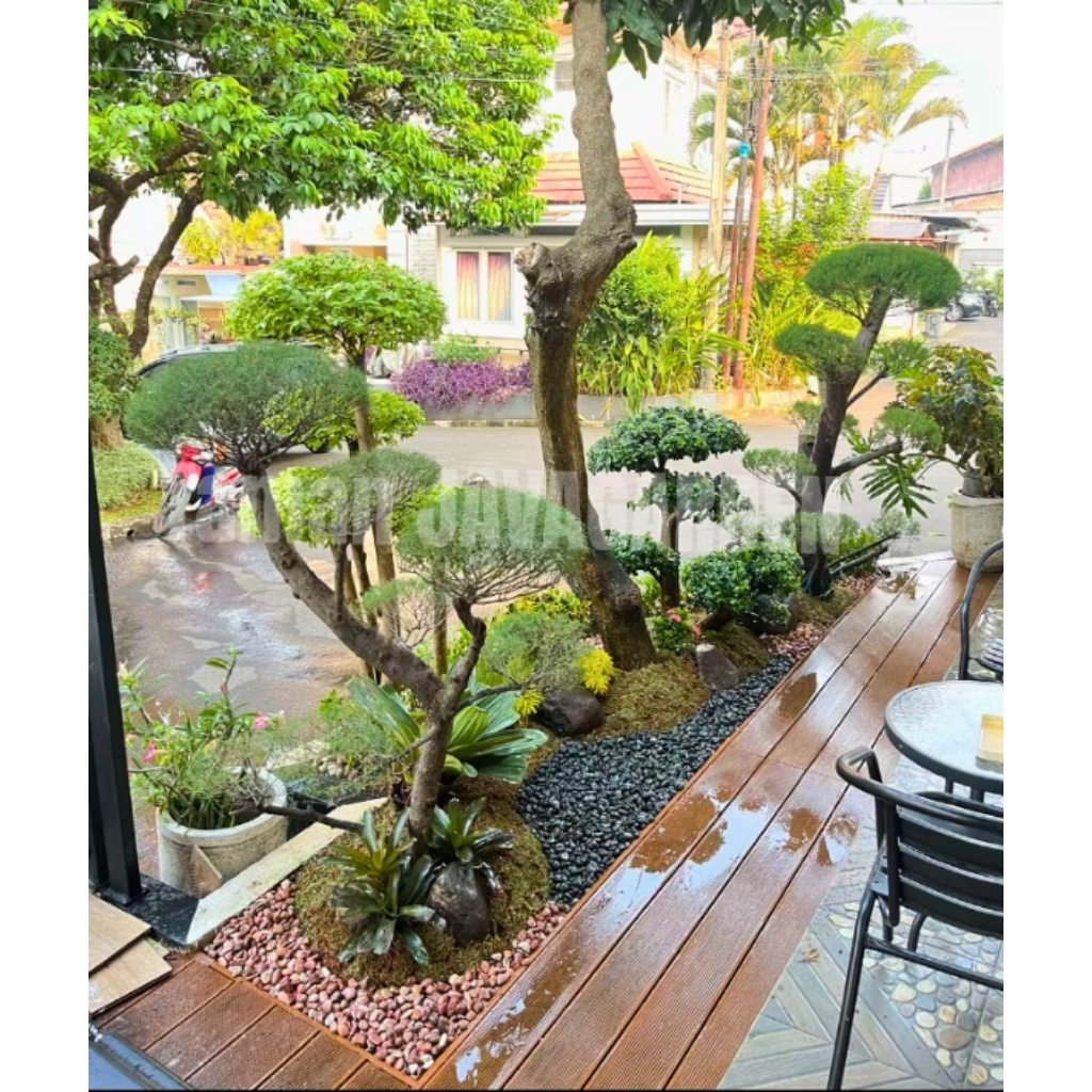 Taman Bonsai Cemara Udang