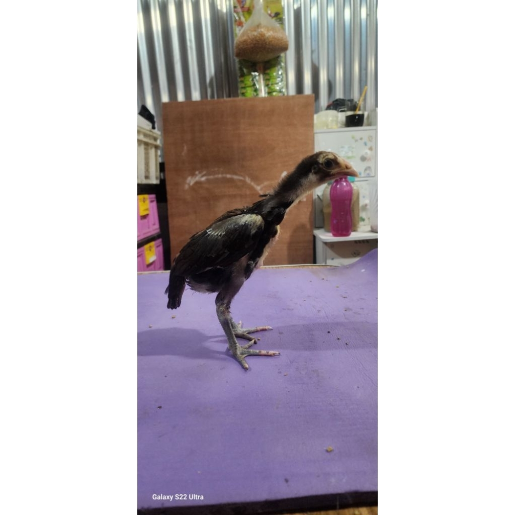 anak ayam pakhoy x mangon usia 1 bulan