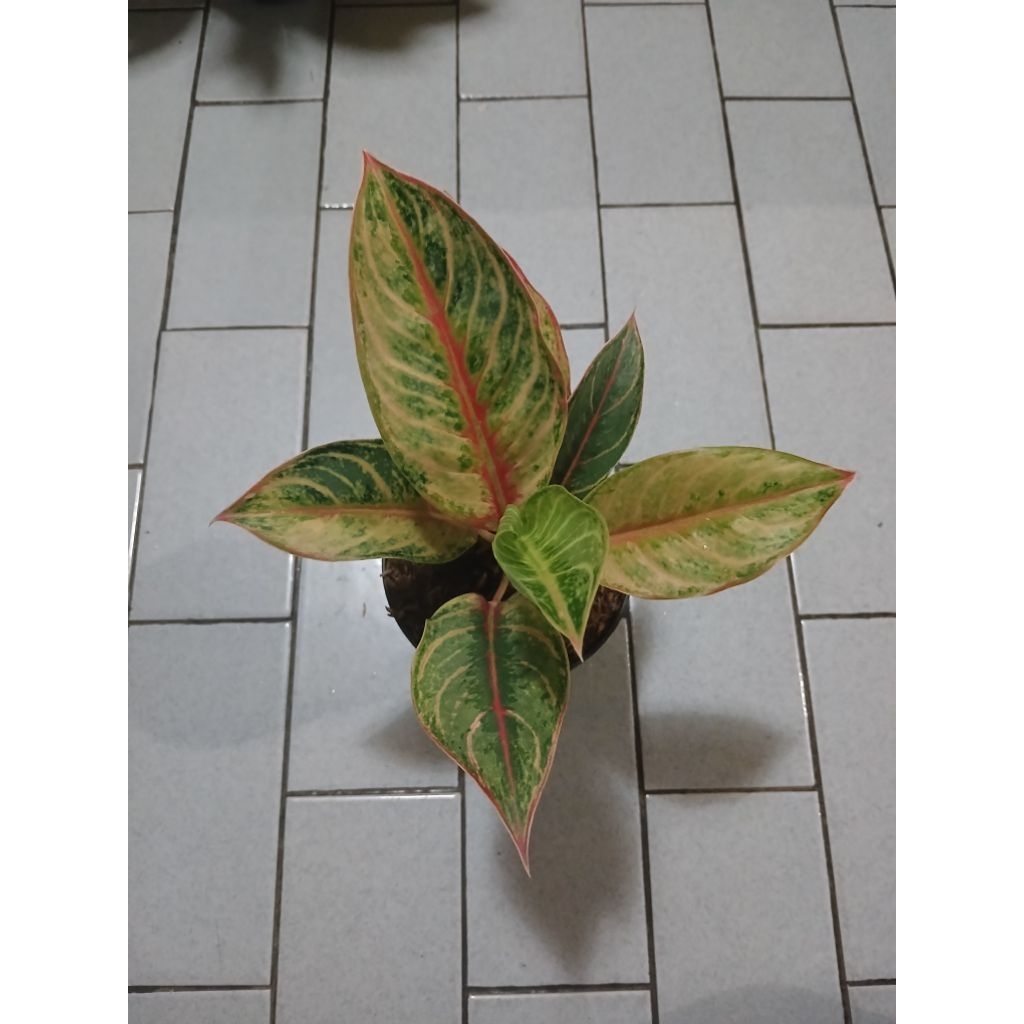Aglaonema cinta laura