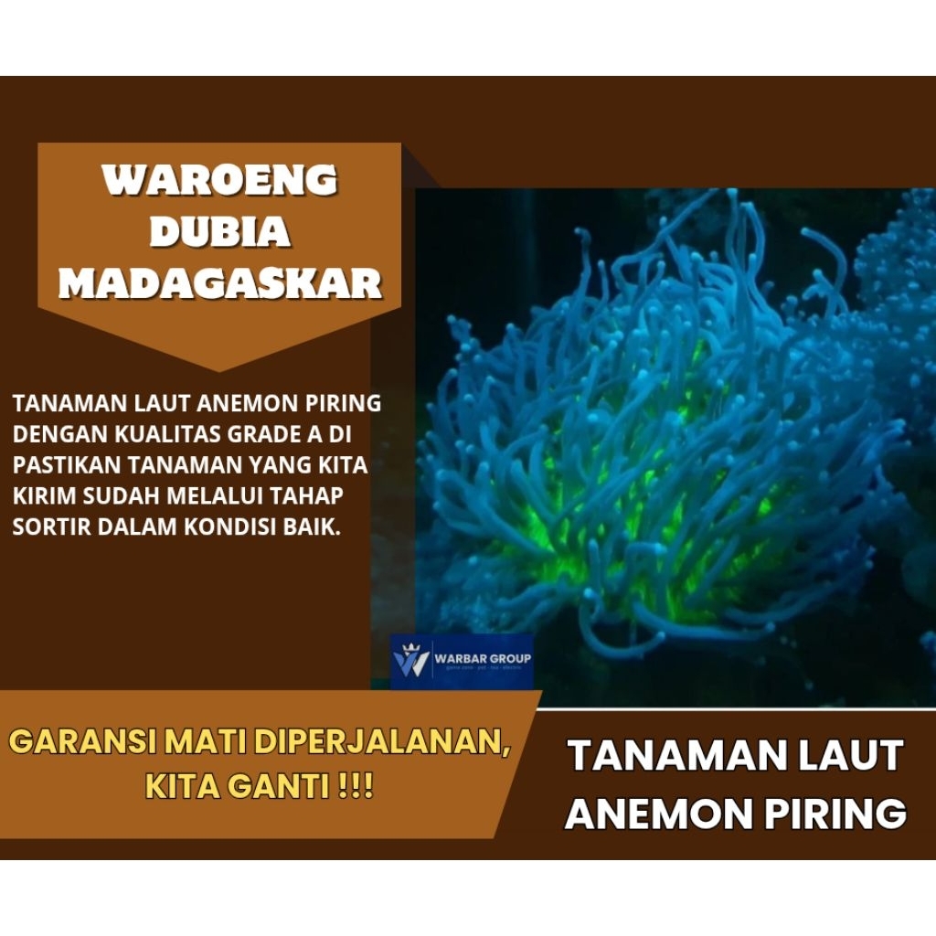 Tanaman hias LAUT ANEMON PIRING KUALITAS GRADE A ( GARANSI )