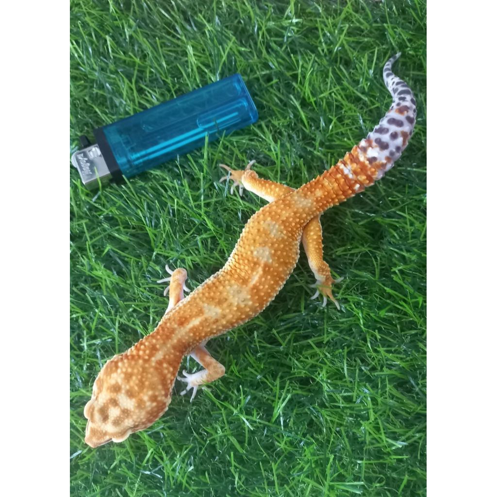 Mainan Tokek Gecko