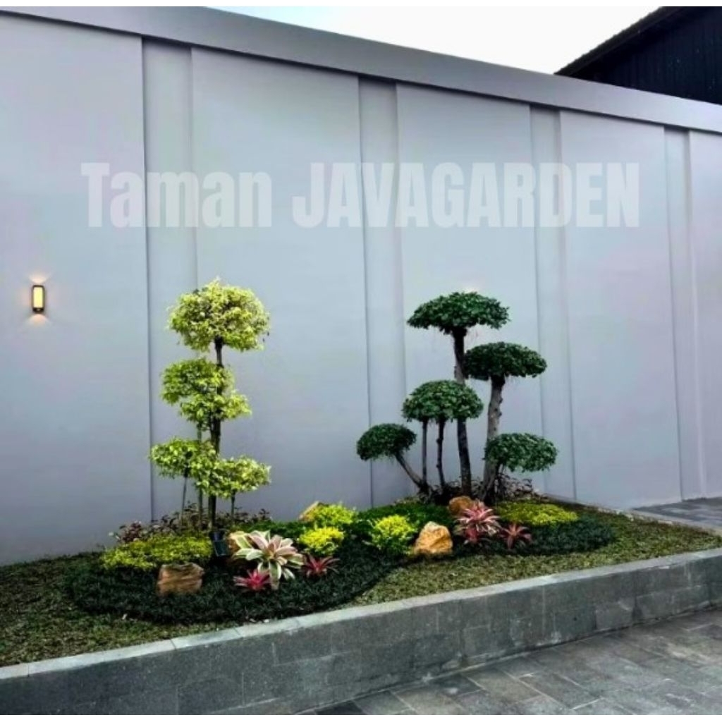 Taman Rumput/Bonsai Anting Putri/Bonsai Mikro