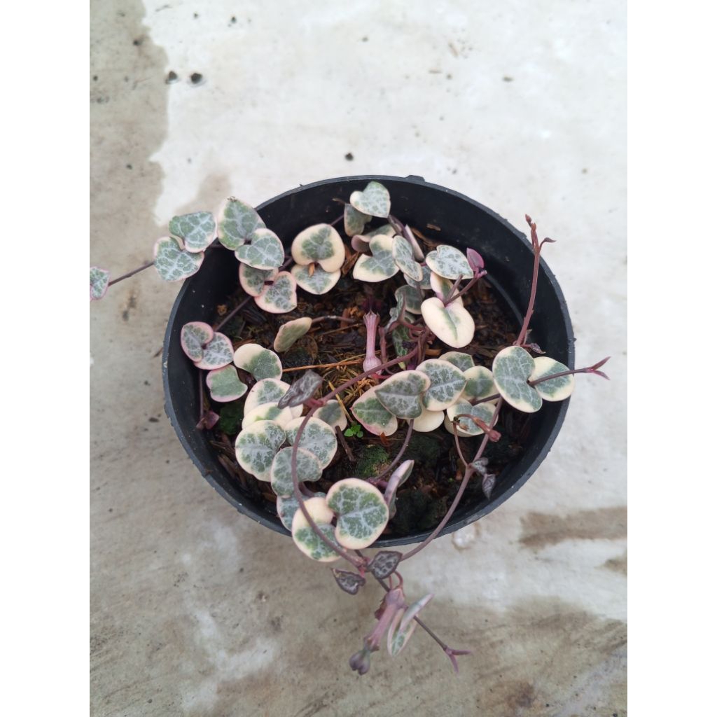 String of Hearts Varigata
