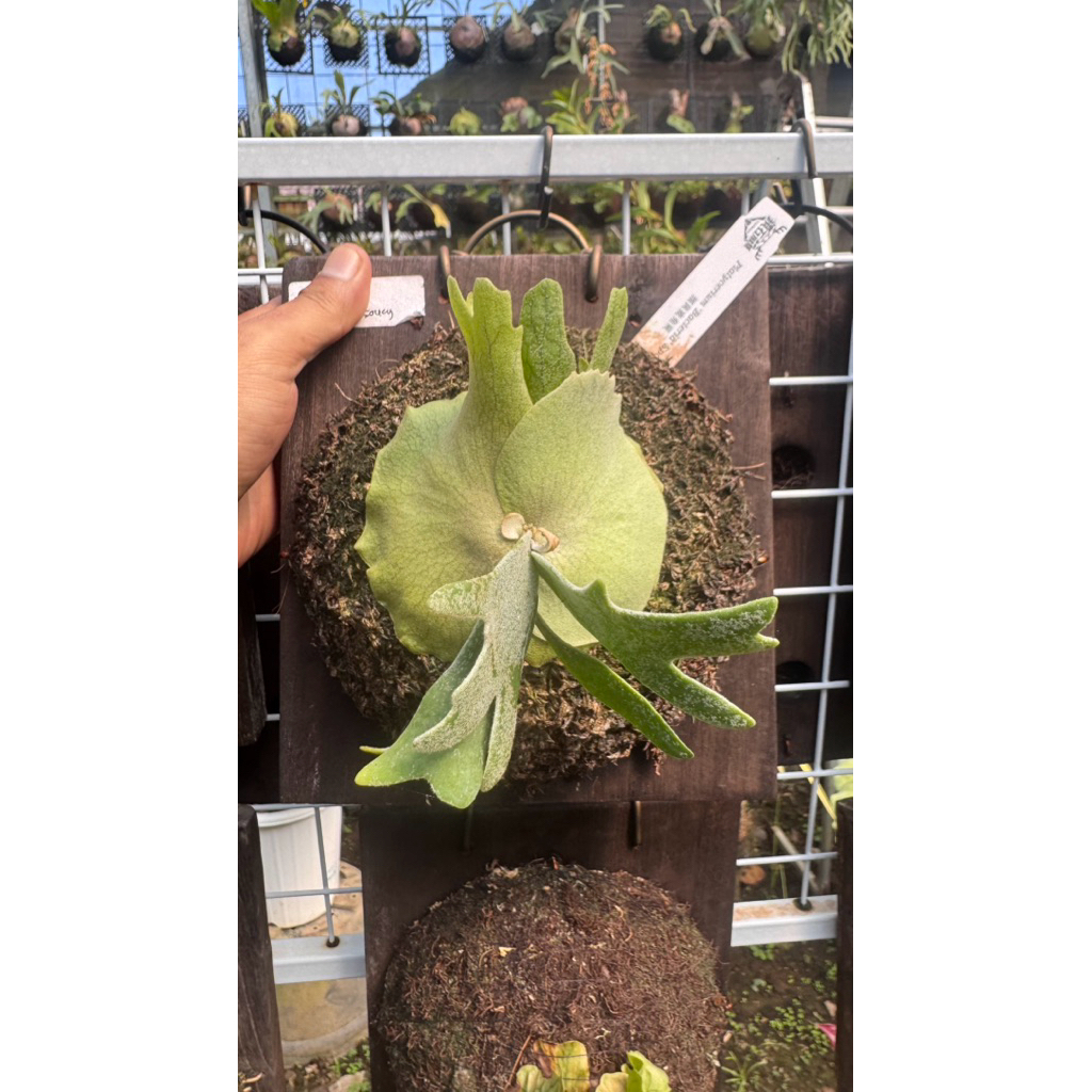 platycerium willinckii dwarf